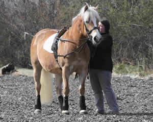 Horse Service Horse Service